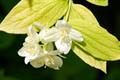 Caucasian wingnut